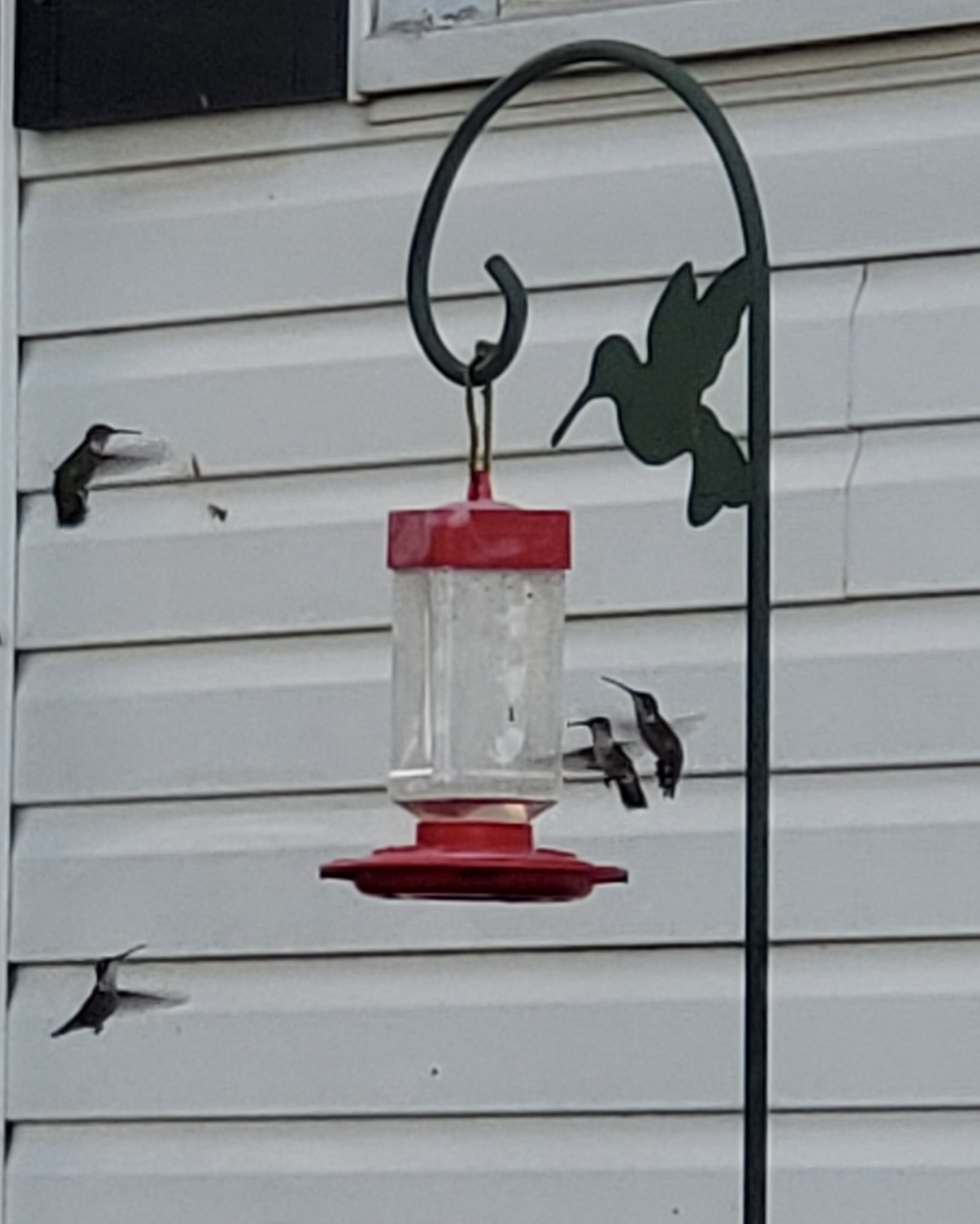 Hummingbirds