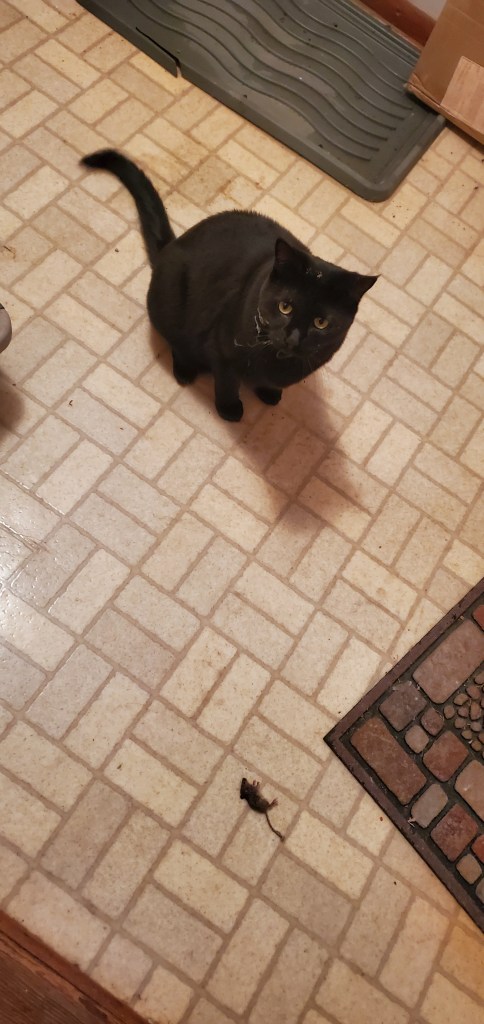 Shows a black cat sitting on a tile floor with spiderweb on his face, looking up at the camera and a dead mouse about a foot away.