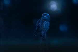 Creature of the Night