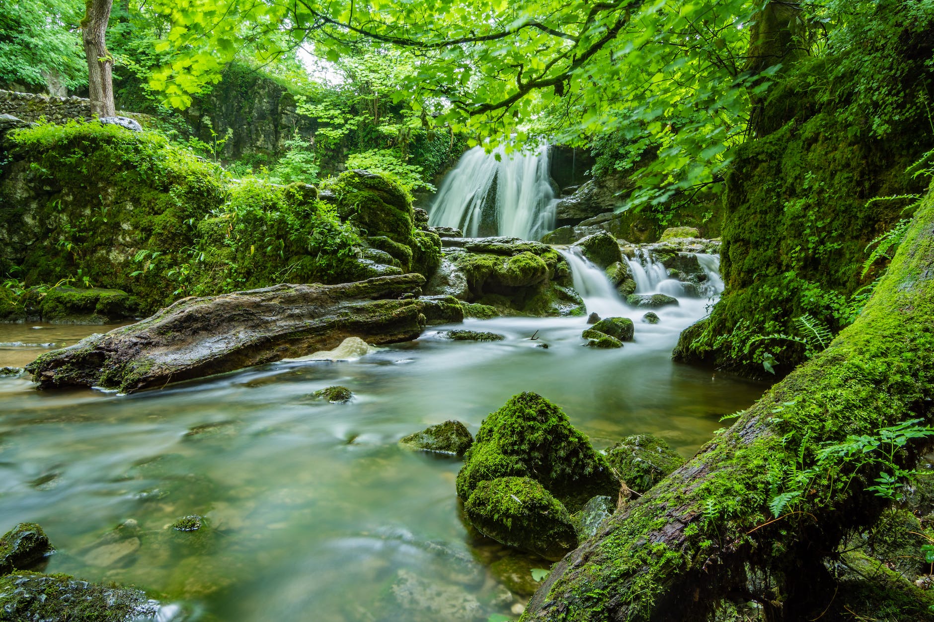 Song of the Forest - image shows a waterfall and stream in the middle of a dense forest of trees and moss--covered rocks.