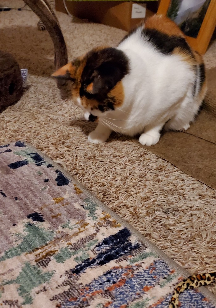 Image shows a calico cat looking down at a bit of string poking out from underneath a rug.