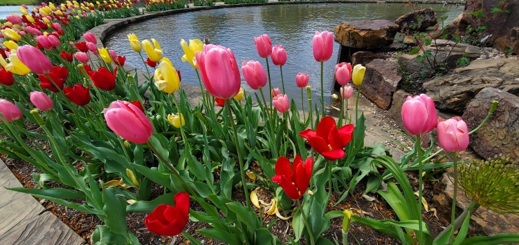 A garden of red, pink, and yellow tulips surround a rock-lined pool