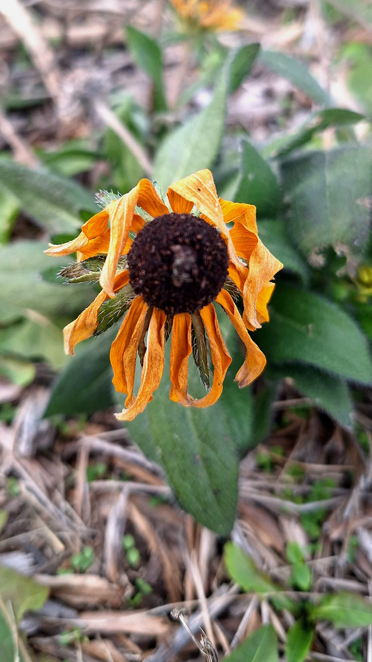 A close-up of a Black-Eyed Susan flower with wilted petals