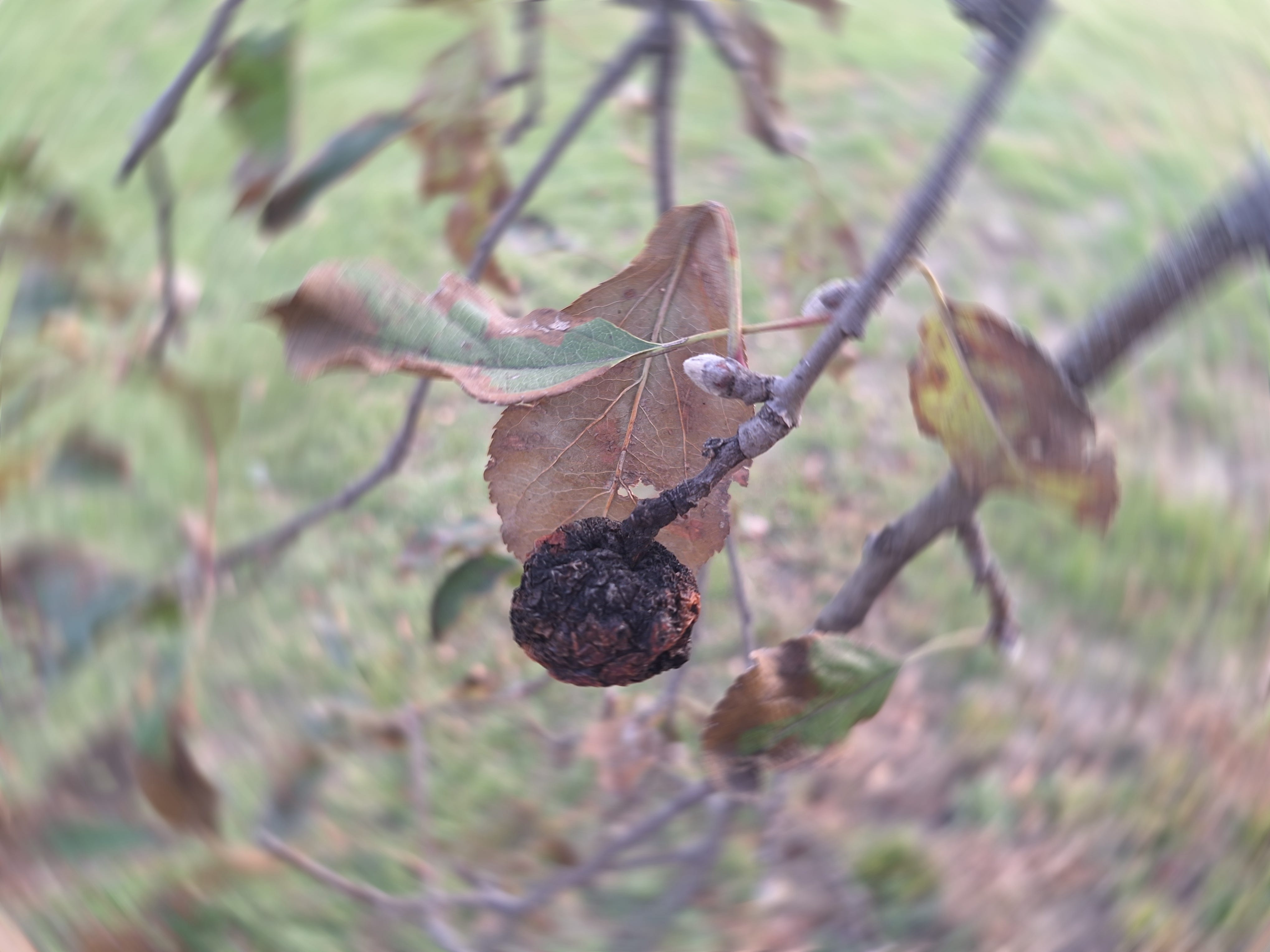 A shriveled apple hanging on a branch and a "spin" effect in the background.