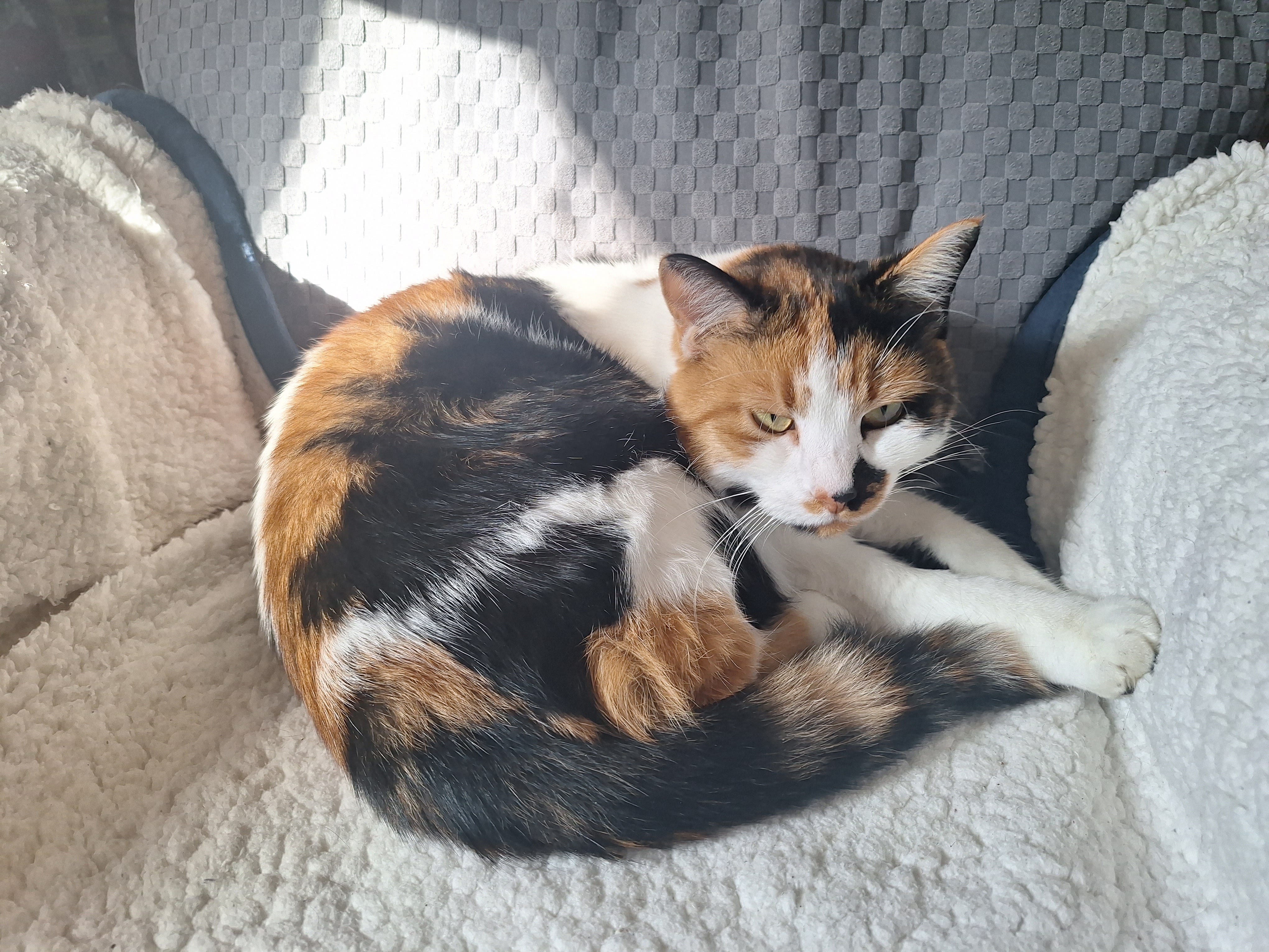 Photo of a calico cat curled on a white blanket on a blue chair