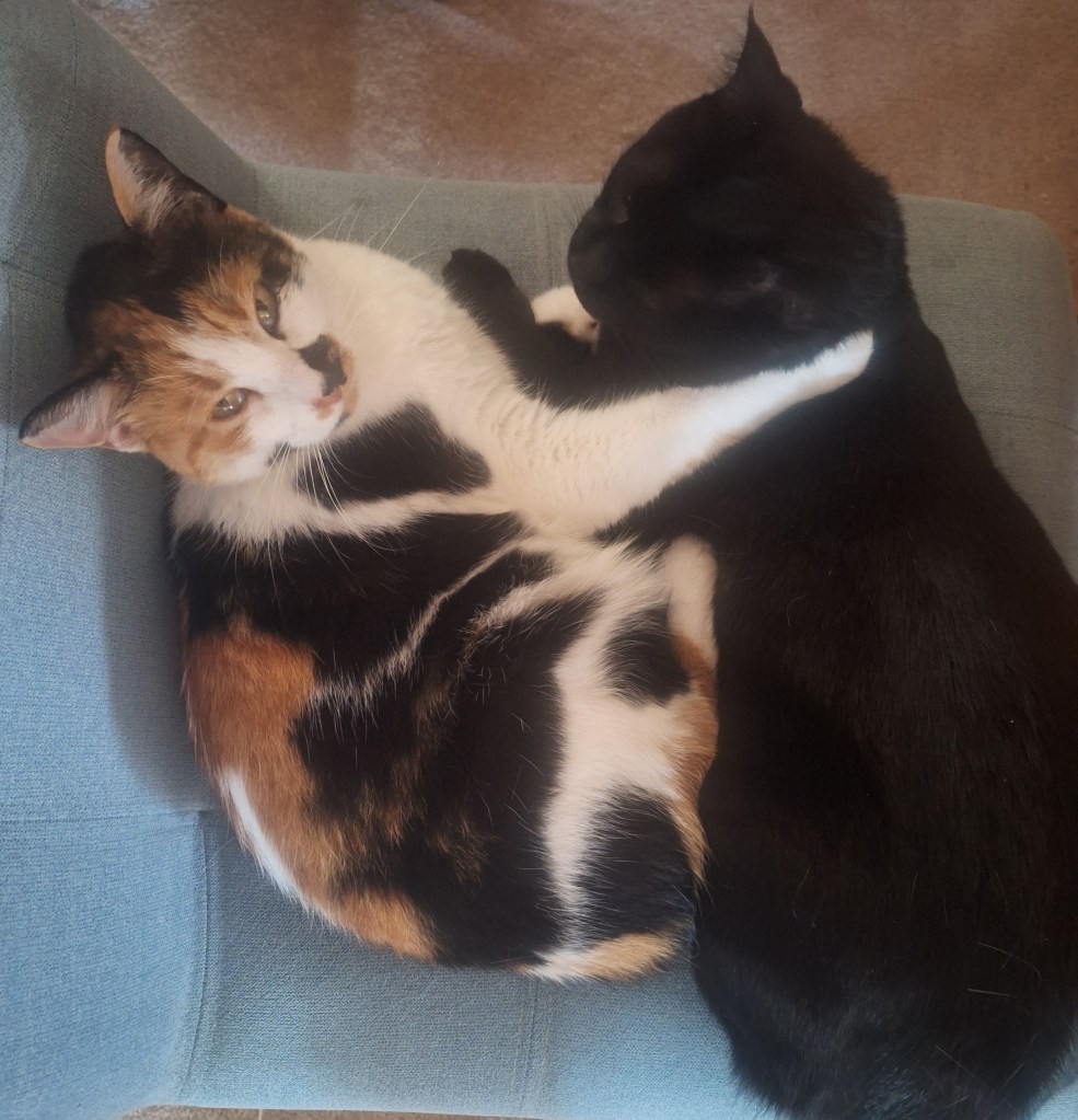 A calico cat and a black cat cuddling on a blue chair. The camera looks down on the cats while the calico looks up at the camera.